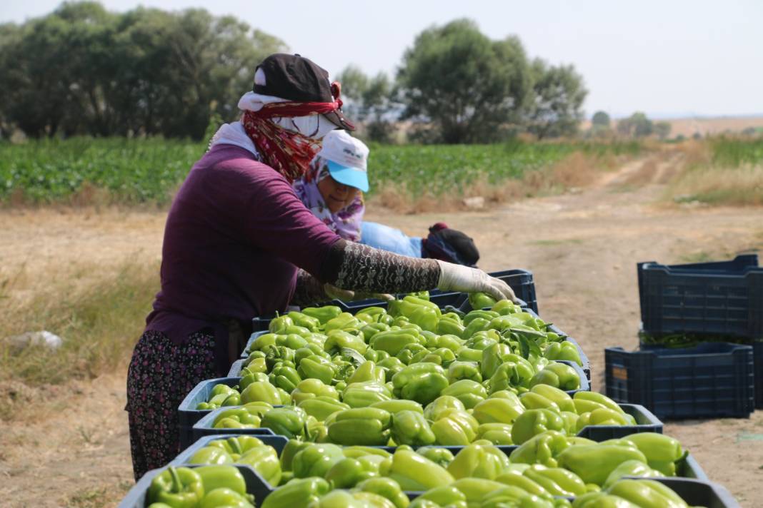 Arpa, nohut, şeker üretimiyle ünlü ilçede bu yıl ilk defa ekildi: Hasadı yüz güldürdü 5